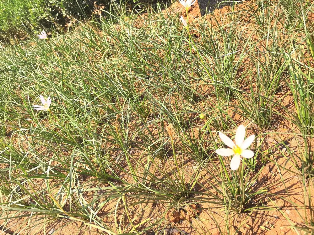 電廠花開時，奮斗自成章